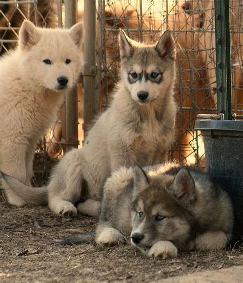 Wolf Hybrid My Dog Breeders Part 87