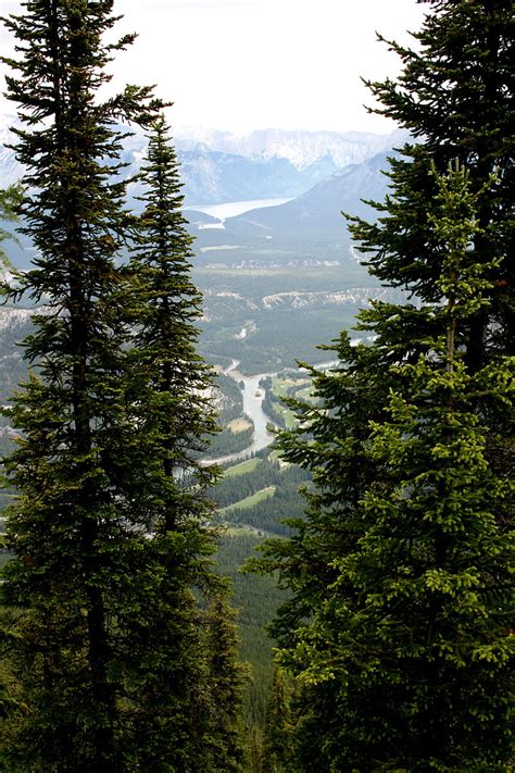 Mountains Spruce River Trees Branches Hd Phone Wallpaper Peakpx