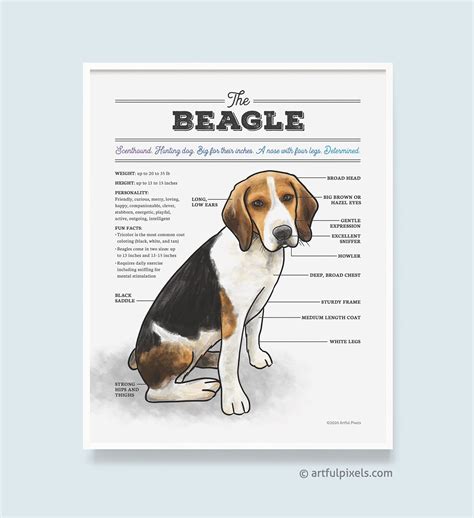 Beagle Size Chart By Age