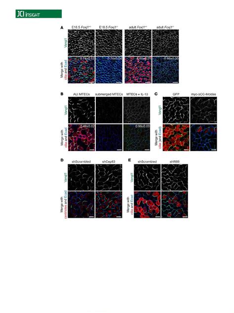 Pdf Airway Epithelial Homeostasis And Planar Cell Polarity Signaling