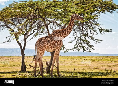 Giraffe Eating Acacia Tree