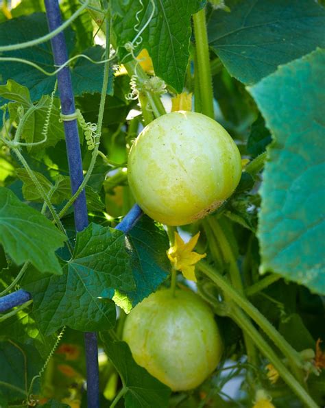 How To Plant And Grow Lemon Cucumbers
