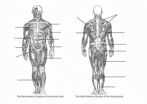 Back Muscle Diagram Unlabeled Axial Muscles Of The Head Neck And Back