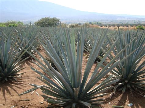 Unesco Agave Landschap En Oude Industriële Faciliteiten Van Tequila