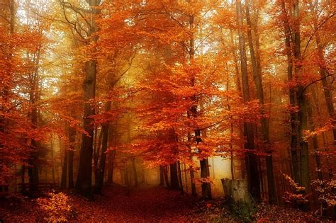 Hd Wallpaper Autumn Forest Leaves Trees Stump Wallpaper Flare