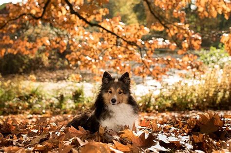 Sonbahar Dalları Doğa Hayvan Yeşillik Köpek Sığınak Hd Masaüstü