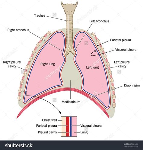 Mediastinum Lungs