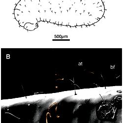Morphology Of Fourth Instar Minor Worker Larvae