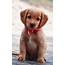 45 Adorable Cute Puppies  Incredible Snaps