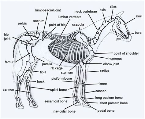 Horse Skeleton Diagram Horse Anatomy Horse Bones Animal Skeletons