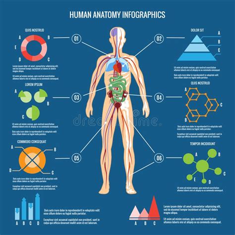 órganos De Anatomía Humana Ilustración Del Vector Ilustración De