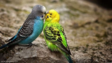 Budgie Parakeet Kiss Blue Male Green Female Birds Hd
