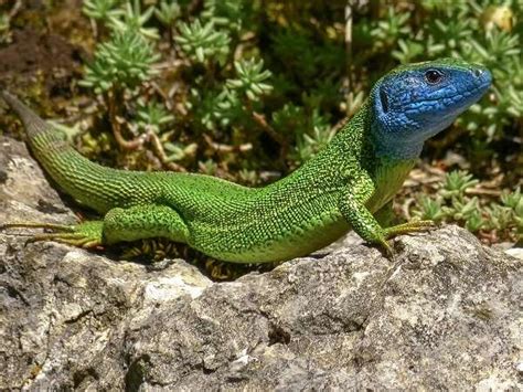 Finding Unknown Processes Of Evolutionary History In Green Lizards In