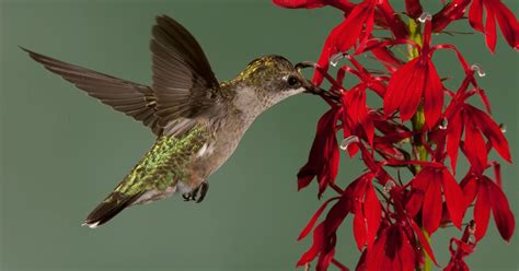 Top 10 Best Hummingbird Flowers For Attracting Birds 2023