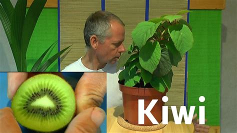 Kiwi Vom Samen Zur Pflanze YouTube