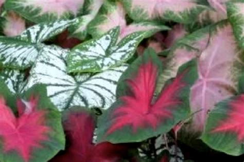 Complete Guide To Planting And Storing Caladium Bulbs Daylilies In