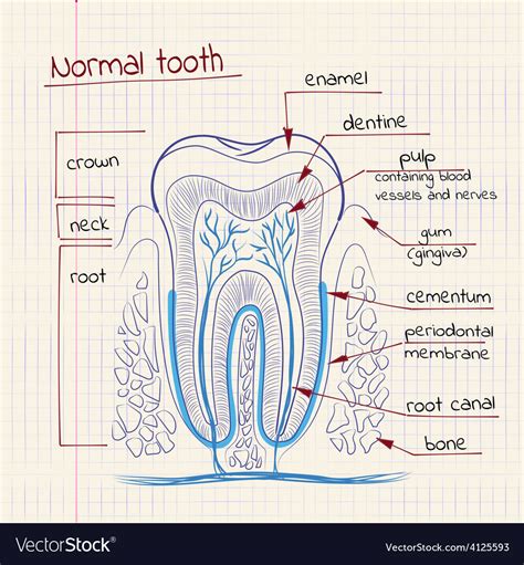 Structure Of Tooth Drawing