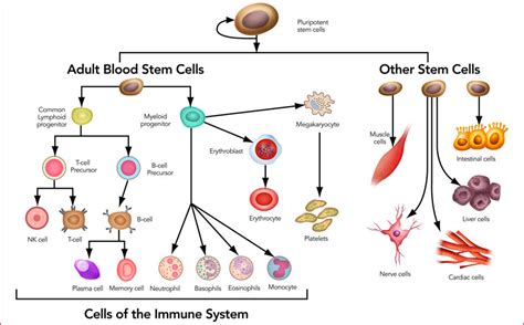 Stem Cell Research Therapies And Technologies