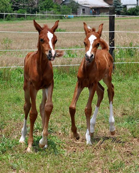 Meet Majus And Majician Twin Horses With An Incredible Story Of Survival