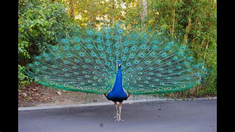 Peacock Indian National Bird Youtube
