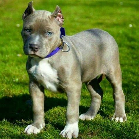 Pin By Keedabaddie On Cuteness Blue Nose Pitbull Pitbull Terrier
