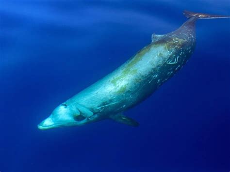 ‘very Rare Beaked Whale Found Dead In Fl Keys Organization
