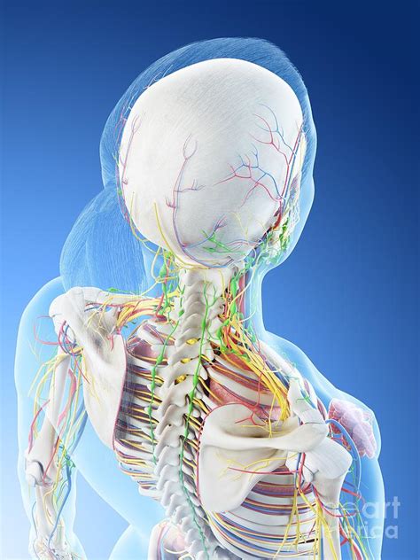 Female Back Anatomy Photograph By Sebastian Kaulitzki Science Photo Library