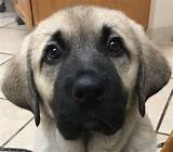 Select from hundreds of pet classifieds from labrador, french bulldog, yorkshire terrier and more. 2019 Kangal Puppies For Sale at Von Tassen Farm | Kentucky