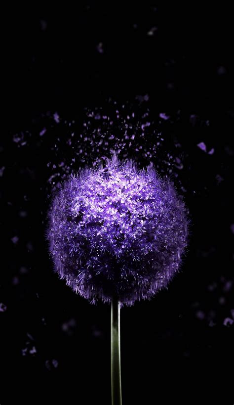 Features 4k amoled wallpapers create your own profile and upload your own wallpapers. 1200x2074 Violet Flower 4K AMOLED Wallpaper | Purple ...