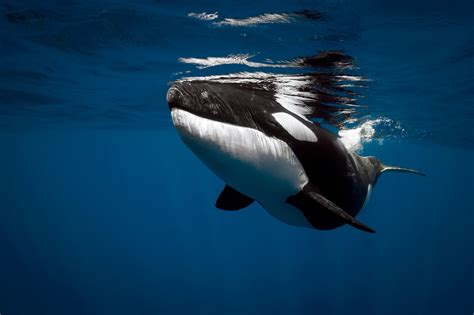 Orca Hd Wallpaper Background Image 2048x1365 Id854862
