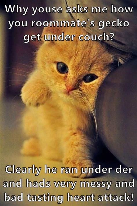 Clearly Lolcats Lol Cat Memes Funny Cats Funny Cat Pictures
