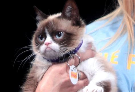 Grumpy Cat Has Passed Away Here Are The Best Memes To Remember Her By