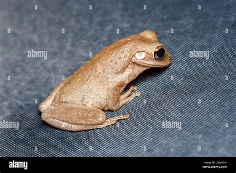 Cuban Tree Frog Osteopilus Septentrionalis Stock Photo Alamy