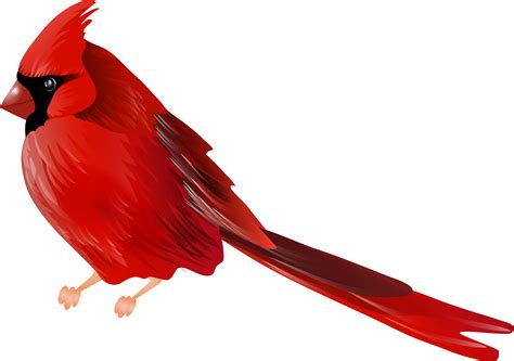 Cardinals Logopng