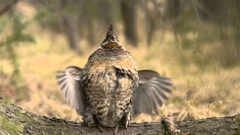 Male Ruffed Grouse Drumming Youtube