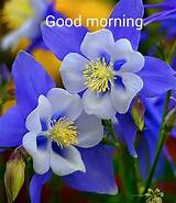 Flowers, smiles and laughter are waiting for you. Beautiful Good Morning Flowers Quote Pictures, Photos, and ...