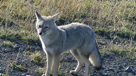 10 Facts About Gray Foxes You Probably Didnt Know Petpress Grey