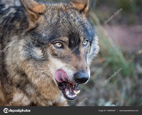 Iberian Wolf Portrait Showing His Tongue Canis Lupus Signatus Stock