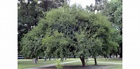 El árbol Tala fue declarado especie representativa de la ciudad | Villa ...