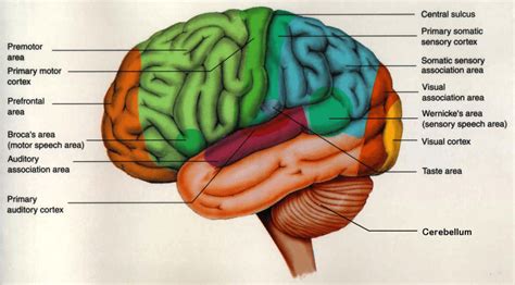 View Sensory Cortex Labeled On Brain Pics