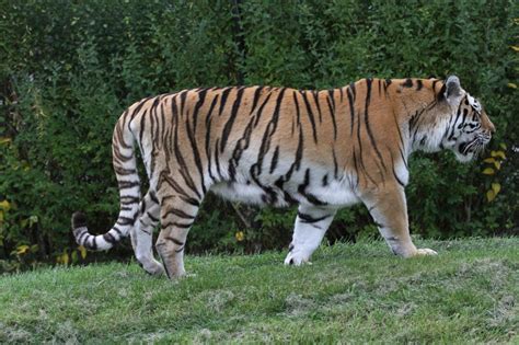 Sibirische Tiger Panthera Tigris Altaica Am 2592010 Im Toronto Zoo