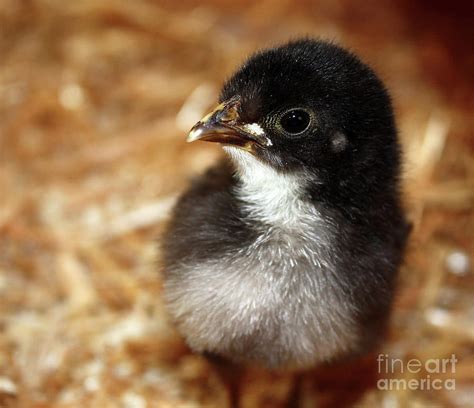 Black Chick Photograph By Gregory Dubus Fine Art America