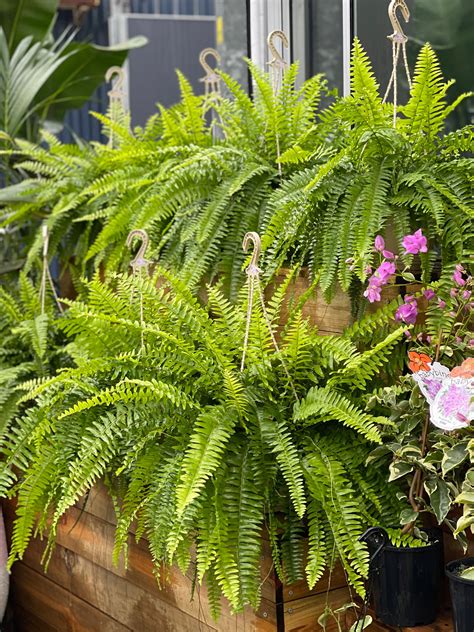 Boston Fern Plant Part Shadefull Sun Plant 100mm Pickupdelivery