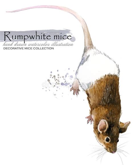 Decorative Mice Watercolor Illustration Home Mouse Stock Illustration Illustration Of