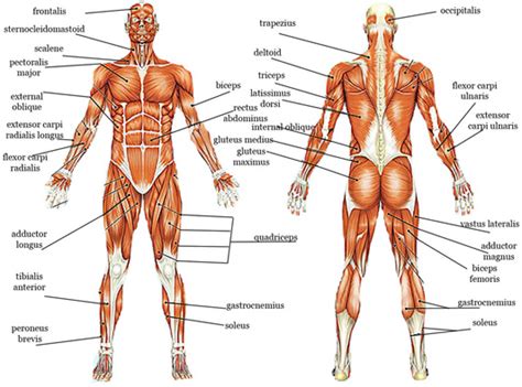 Muscular System Sport Science