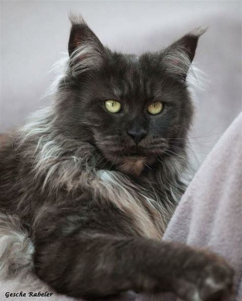 Info for potential maine coon owners. 8 best Maine Coon - Blue Smoke images on Pinterest | Maine ...