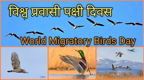 वशव परवस पकष दवस १४ अकटबर २०२३ Happy World Migratory Birds