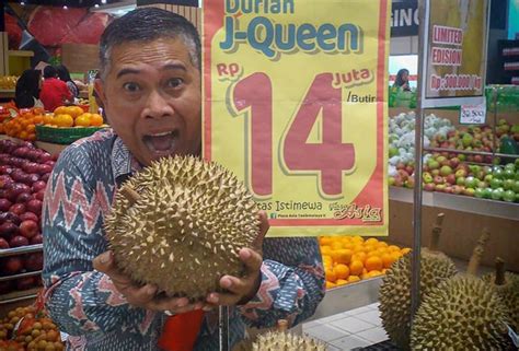 Durian musang king adalah salah satu durian dengan rasa mantap yang banyak dicari para penggemar durian. Harga durian J-Queen cecah RM4,000, Musang King ada ...