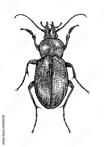 Engraved Drawn Illustration Insect Bug Beetle Stock Image And