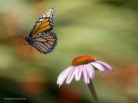 Wild Monarch Butterflies In Flight - Small Sensor Photography by Thomas ...